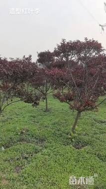 6公分造型红叶李