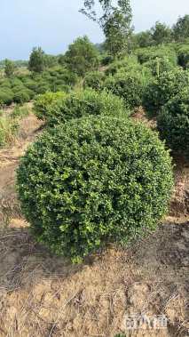 冠幅100厘米龟甲冬青球