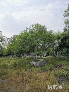 10公分丛生香泡