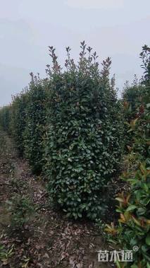 高度220厘米红叶石楠柱