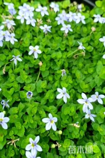 高度5厘米半边莲