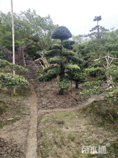 12公分造型罗汉松