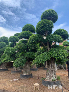 60公分造型小叶榕