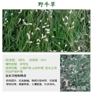 野牛草种子