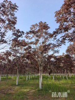 14公分红叶椿