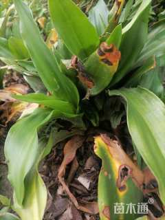 高度20厘米万年青