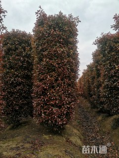 高度400厘米红叶石楠柱