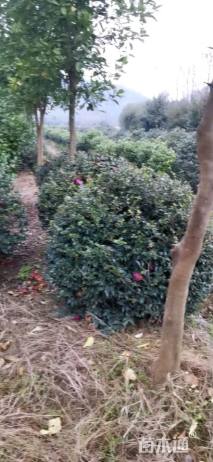 冠幅120厘米茶梅球