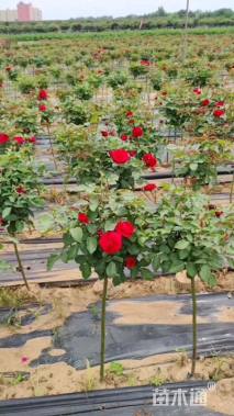 1公分小青杆月季