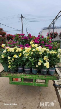 高度60厘米加仑盆月季