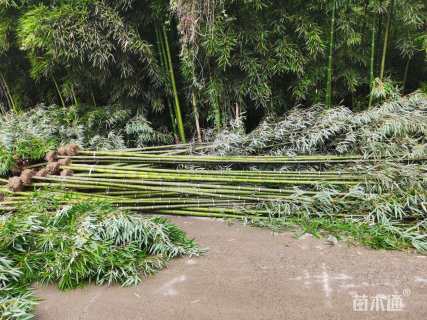 地栽苗雷竹