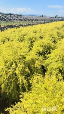 冠幅80厘米千层金球