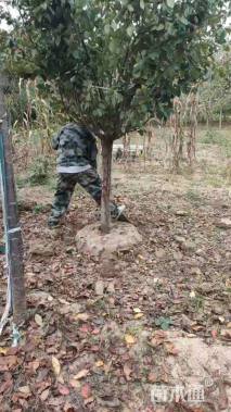 10公分日本晚樱