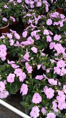 高度25厘米超级凤仙花