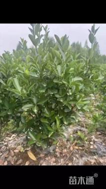 高度45厘米大叶黄杨