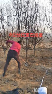 9公分红宝石海棠