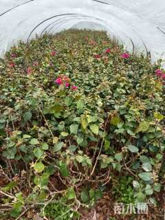 高度50厘米红花三角梅