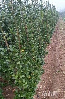 高度2厘米北海道黄杨