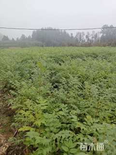 高度60厘米黄柏小苗