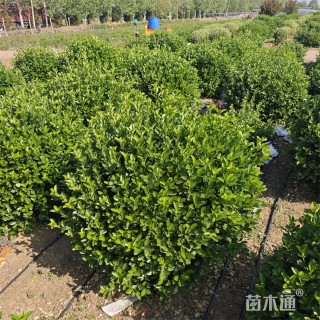 冠幅50厘米胶东卫矛球