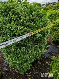 高度120厘米花叶连翘