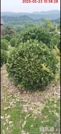 冠幅80厘米大叶黄杨球