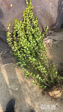 高度150厘米北海道黄杨