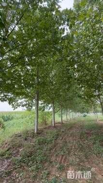 16公分速生法桐