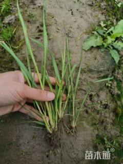 高度25厘米蒲苇