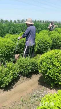 冠幅150厘米瓜子黄杨球