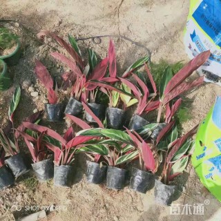 30厘米七彩竹芋