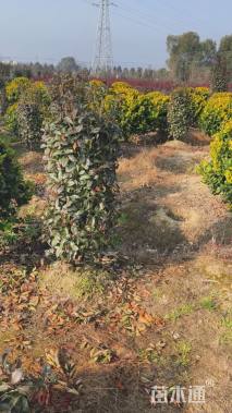 高度120厘米红叶石楠柱