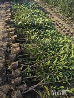 高度180厘米法国冬青