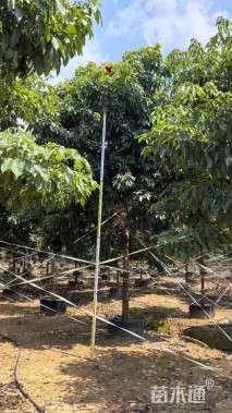 12公分紫花风铃木