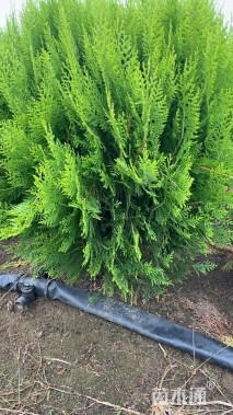 冠幅60厘米洒金柏球