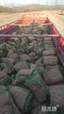 草卷状百慕大草