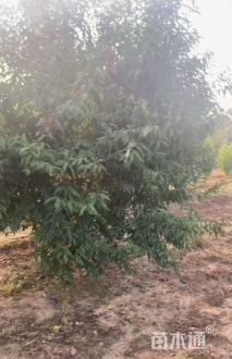 14公分红叶碧桃