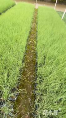 高度30厘米粉黛乱子草