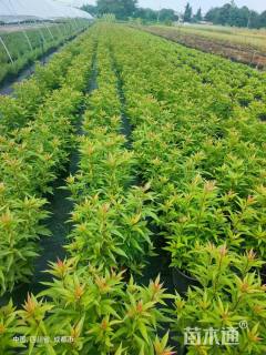 高度20厘米大麻叶泽兰