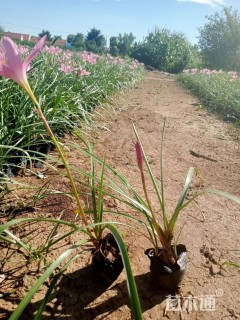 高度20厘米红花葱兰