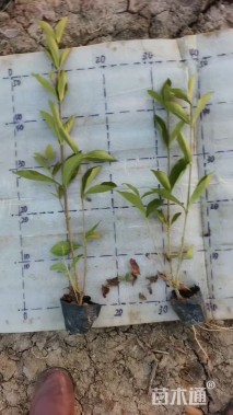 高度40厘米大叶栀子