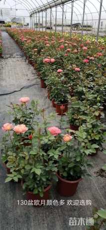 高度25厘米月季