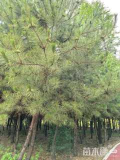 高度600厘米雪松