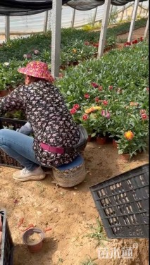 高度30厘米小丽花