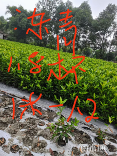 高度80厘米法国冬青