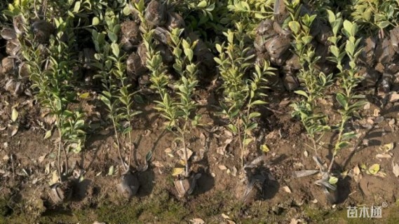 高度30厘米金边黄杨