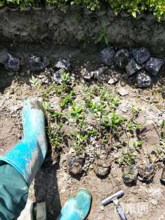 高度40厘米丰花月季