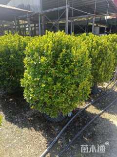 高度120厘米米兰球