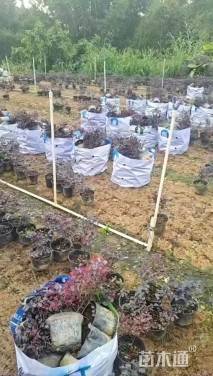 高度25厘米红花继木