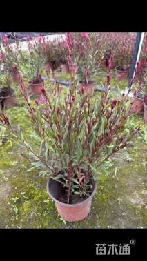 高度30厘米山桃草